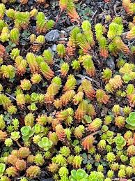 Attēlu rezultāti vaicājumam “Sedum sexangulare”