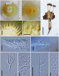 Attēlu rezultāti vaicājumam “Polycephalomyces tomentosus”