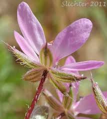 Attēlu rezultāti vaicājumam “Erodium cicutarium fruit”