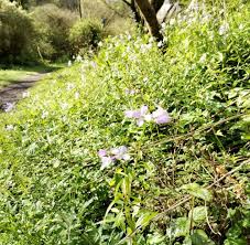 Attēlu rezultāti vaicājumam “Cardamine bulbifera flower”