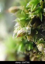 Attēlu rezultāti vaicājumam “Orthotrichum diaphanum”