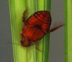 Attēlu rezultāti vaicājumam “Dytiscidae”