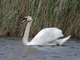 Attēlu rezultāti vaicājumam “Cygnus olor adult”