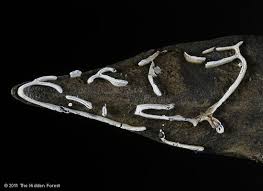 Attēlu rezultāti vaicājumam “Physarum bivalve”