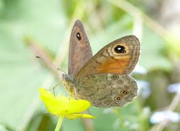 Attēlu rezultāti vaicājumam “Lasiommata maera”