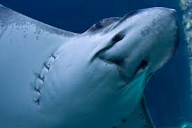 Image result for Aetobatus narinari