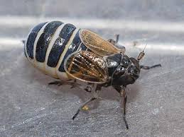 Attēlu rezultāti vaicājumam “Javesella pellucida female”