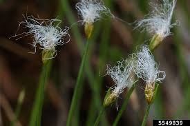 Attēlu rezultāti vaicājumam “Trichophorum alpinum”