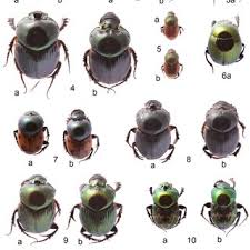 Attēlu rezultāti vaicājumam “Aphodius subterraneus imago”