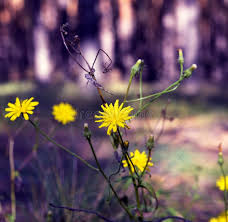 Attēlu rezultāti vaicājumam “Crepis tectorum flower”