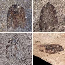 Attēlu rezultāti vaicājumam “Pinthaeus sanguinipes imago”