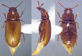 Attēlu rezultāti vaicājumam “Erotylidae”