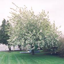 Attēlu rezultāti vaicājumam “Prunus padus var. roseiflora”