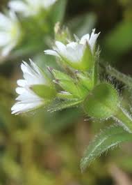 Attēlu rezultāti vaicājumam “Cerastium sylvaticum”