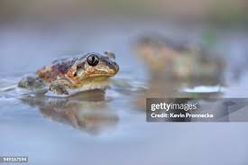 Attēlu rezultāti vaicājumam “Pelobates fuscus”