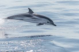 Image result for Stenella coeruleoalba