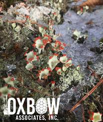 Attēlu rezultāti vaicājumam “Cladonia”