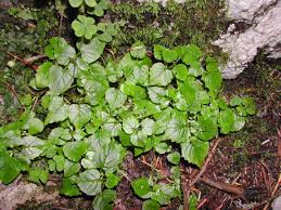 Attēlu rezultāti vaicājumam “Circaea alpina leaf”