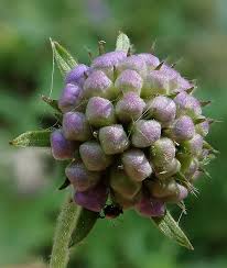 Attēlu rezultāti vaicājumam “Succisa pratensis bud”