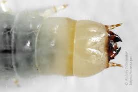 Attēlu rezultāti vaicājumam “Bolitophagus reticulatus larva”