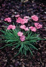 Image result for Dianthus carthusianorum