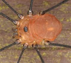 Attēlu rezultāti vaicājumam “Opiliones”