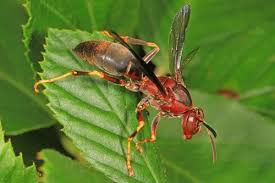 Attēlu rezultāti vaicājumam “Polistes”