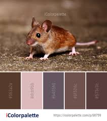 Attēlu rezultāti vaicājumam “Muridae”