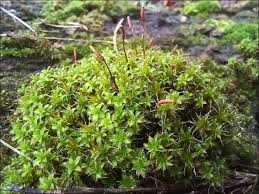 Attēlu rezultāti vaicājumam “Syntrichia ruralis var. ruralis”