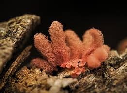 Attēlu rezultāti vaicājumam “Heterotrichia obvelata (syn. Arcyria obvelata) spores”