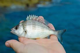Image result for Diplodus puntazzo