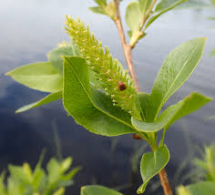 Attēlu rezultāti vaicājumam “Salix pentandra flower”
