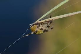 Attēlu rezultāti vaicājumam “Araneus quadratus female”