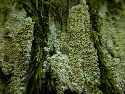 Attēlu rezultāti vaicājumam “Thelotrema lepadinum”