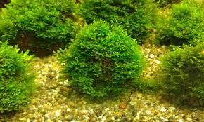 Attēlu rezultāti vaicājumam “Riccardia chamaedryfolia”