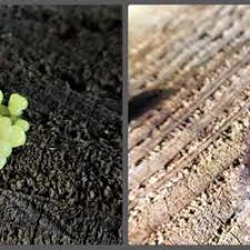 Attēlu rezultāti vaicājumam “Symphytocarpus flaccidus”