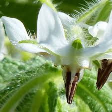 Attēlu rezultāti vaicājumam “Borago officinalis bud”