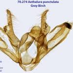 Attēlu rezultāti vaicājumam “Aethalura punctulata”