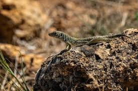 Attēlu rezultāti vaicājumam “Leporida”