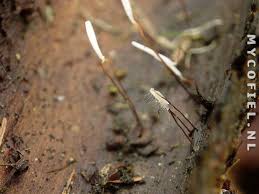 Attēlu rezultāti vaicājumam “Typhula erythropus”