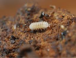 Attēlu rezultāti vaicājumam “Oniscoidea”