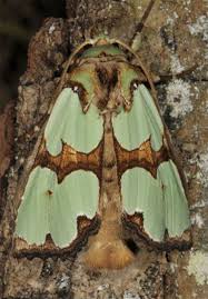 Attēlu rezultāti vaicājumam “Staurophora celsia”