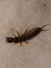 Attēlu rezultāti vaicājumam “Raphidioptera larva”