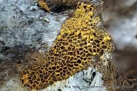 Attēlu rezultāti vaicājumam “Perichaena corticalis”