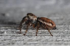 Attēlu rezultāti vaicājumam “Evarcha falcata male”