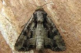 Attēlu rezultāti vaicājumam “Apamea remissa”