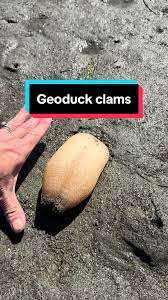 Image result for geoduck