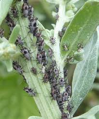 Attēlu rezultāti vaicājumam “Macrosiphoniella absinthii”