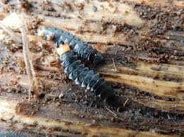 Attēlu rezultāti vaicājumam “Lygistopterus sanguineus larva”