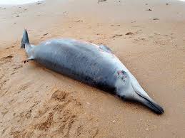 Image result for Mesoplodon bidens